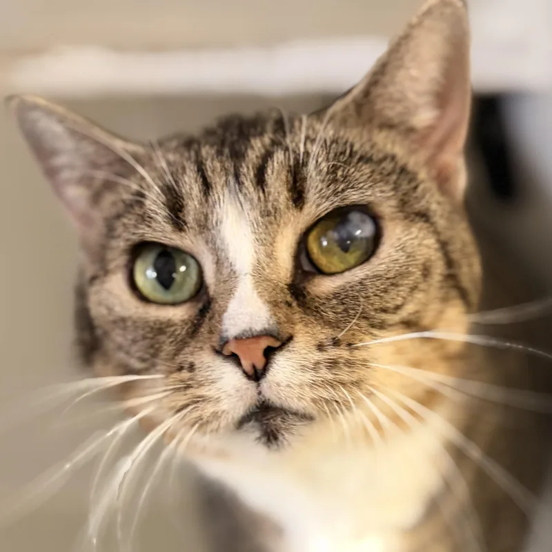An adult medium-sized female Tabby (Brown / Chocolate) Domestic Short Hair cat named Germany for adoption in Pilot Point, TX