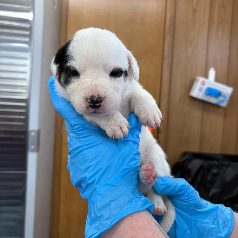A baby small-sized female White / Cream Mixed Breed dog named Dove for adoption in LOXAHATCHEE, FL