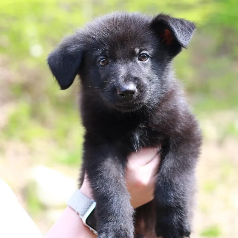Ct Zion Avail May