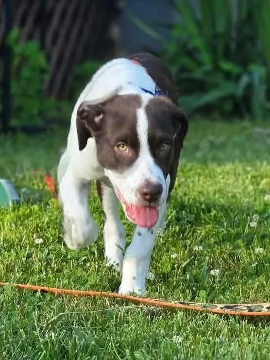 A baby medium-sized male Mixed Breed dog named Mr Bill for adoption in Highland, NY