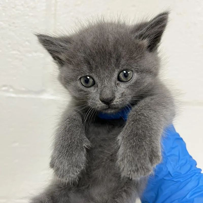 A baby small-sized male Domestic Short Hair cat named SVASStray for adoption in Verona, VA