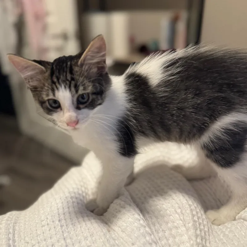 A baby small-sized male White Domestic Short Hair cat named Salem for adoption in Buffalo, MN