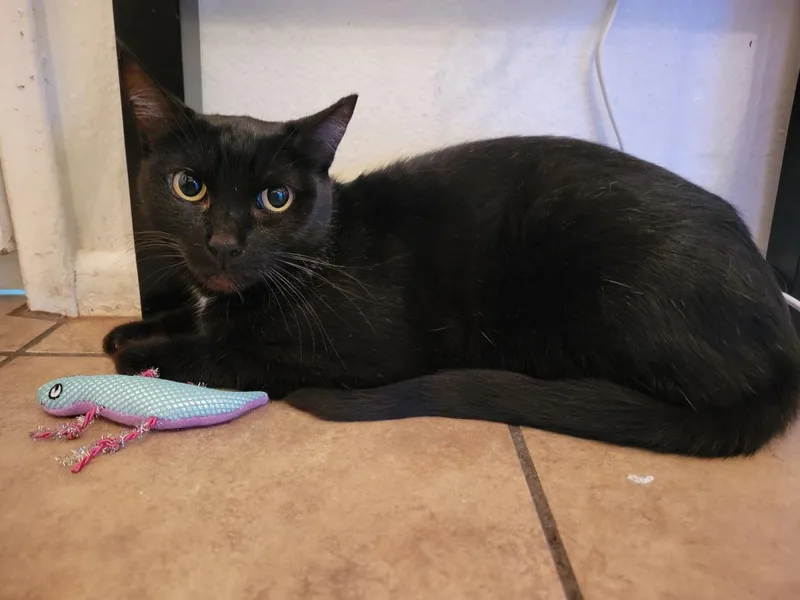 An adult medium-sized female Black Domestic Short Hair cat named Rei June for adoption in Chandler, AZ