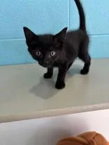A baby medium-sized female Black Domestic Short Hair cat named Candy Corn for adoption in Steamboat Springs, CO