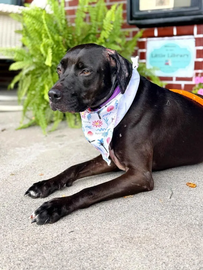An adult large-sized female Pit Bull Terrier dog named Ayla for adoption in Effingham, IL