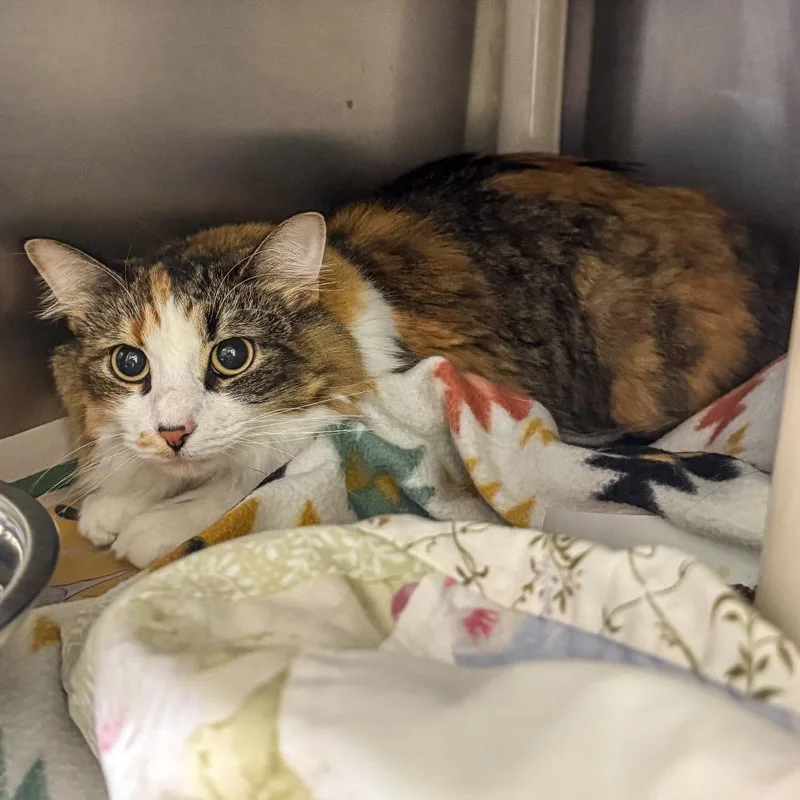 An adult large-sized female White Domestic Long Hair cat named Kiki for adoption in Kennebunk, ME