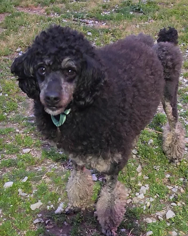 A young small-sized male Black Miniature Poodle dog named Francesco for adoption in LaGrange, IN