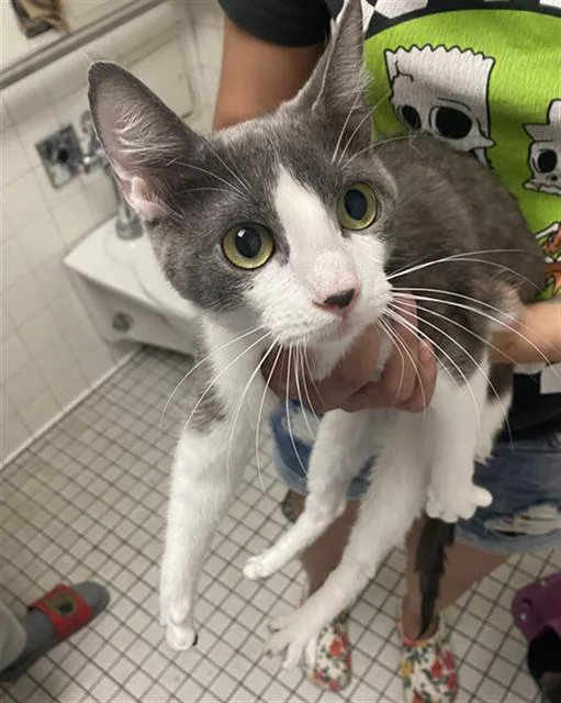 A young medium-sized female Domestic Short Hair cat named Missy for adoption in Dallas, TX