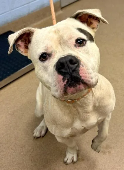 An adult medium-sized male Mixed Breed dog named Potus for adoption in Chamblee, GA