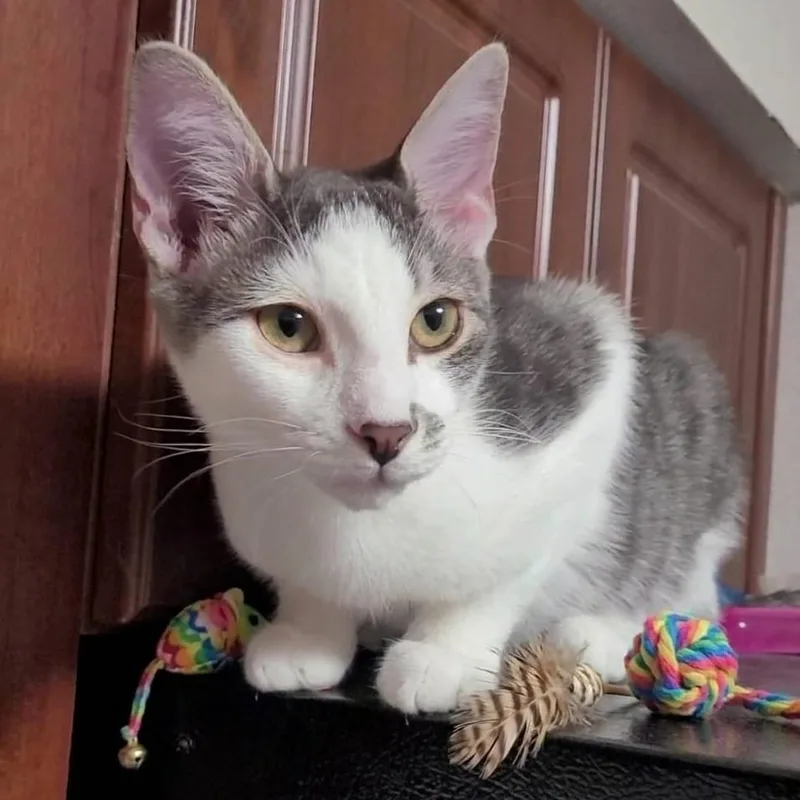 A young medium-sized male Gray / Blue / Silver Domestic Short Hair cat named Ringo for adoption in Hamburg, NY