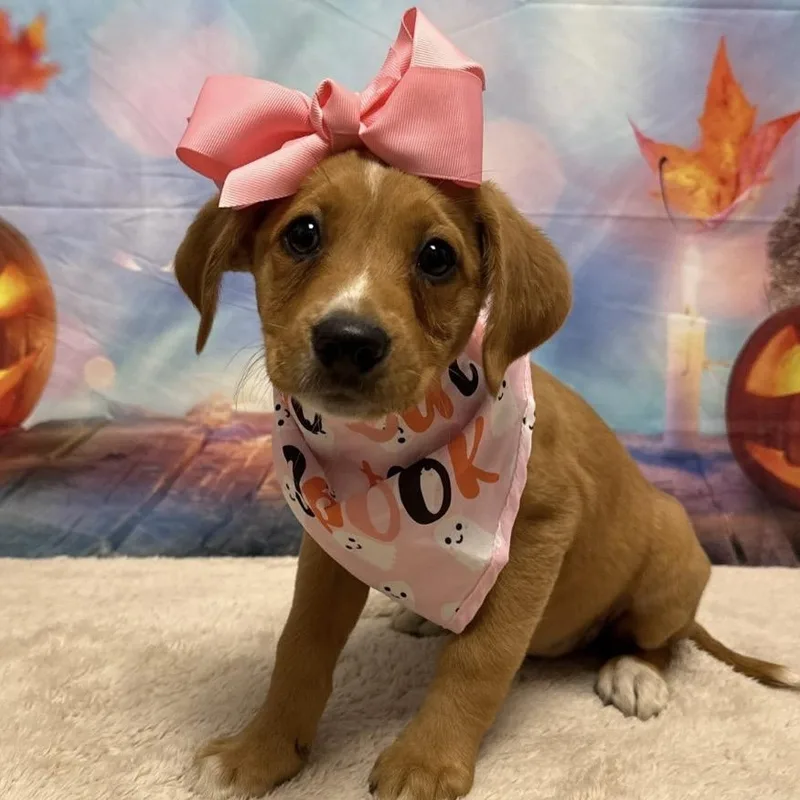 A baby medium-sized female Beagle dog named Autumn CS for adoption in Columbia, MD