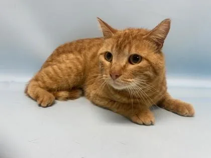 An adult small-sized male Domestic Short Hair cat named Seaweed for adoption in Golden Valley, MN