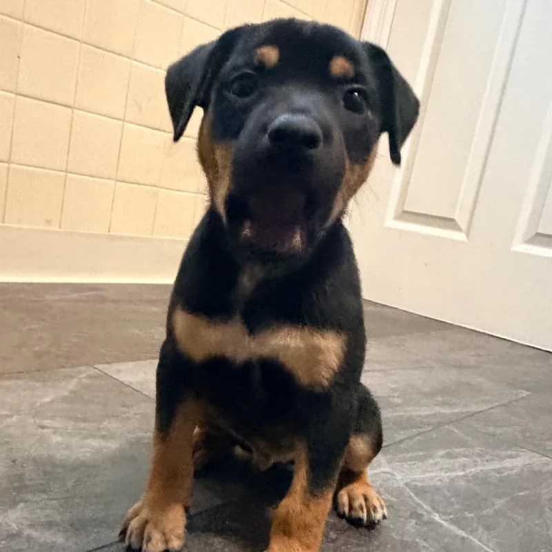 A baby medium-sized male Black Mixed Breed dog named Tipsy for adoption in St. Charles, MO