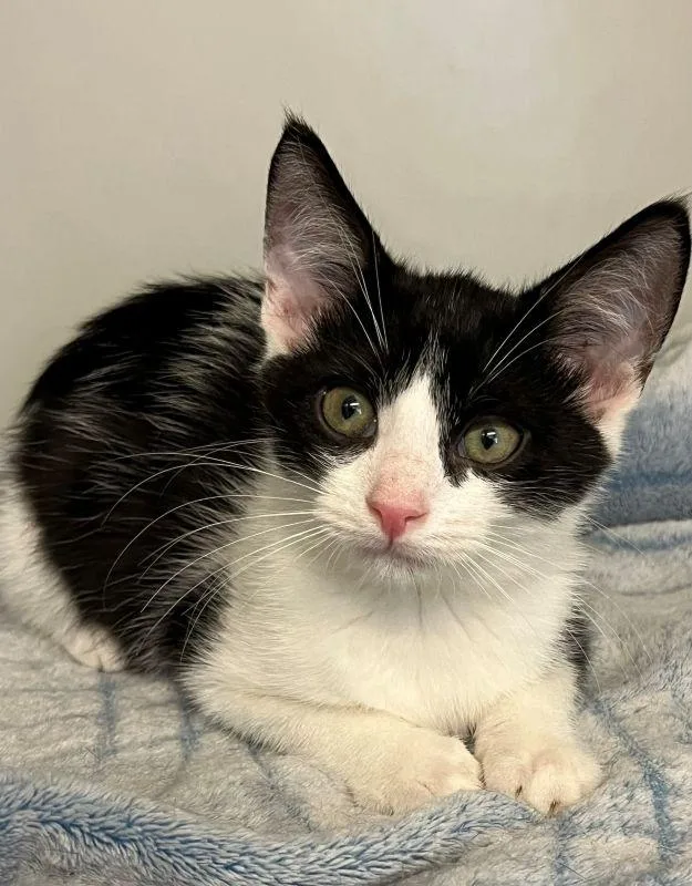 A baby medium-sized male Domestic Short Hair cat named Prince for adoption in Genoa, IL