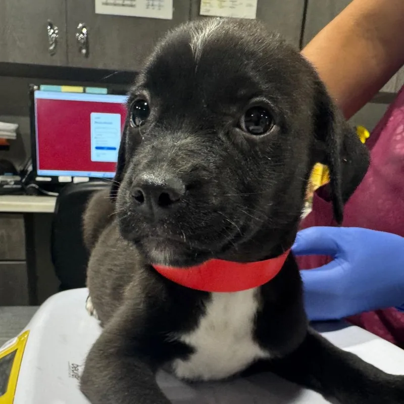 A baby medium-sized female Black Labrador Retriever dog named Rio for adoption in Tampa, FL