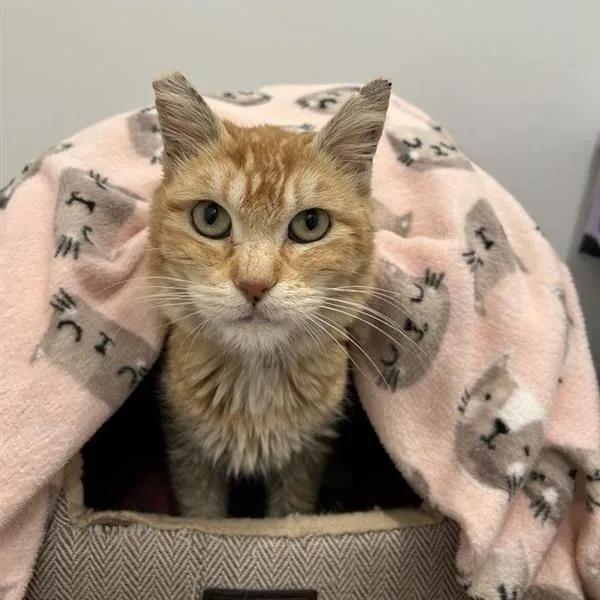 Tangerine thumbnail 4