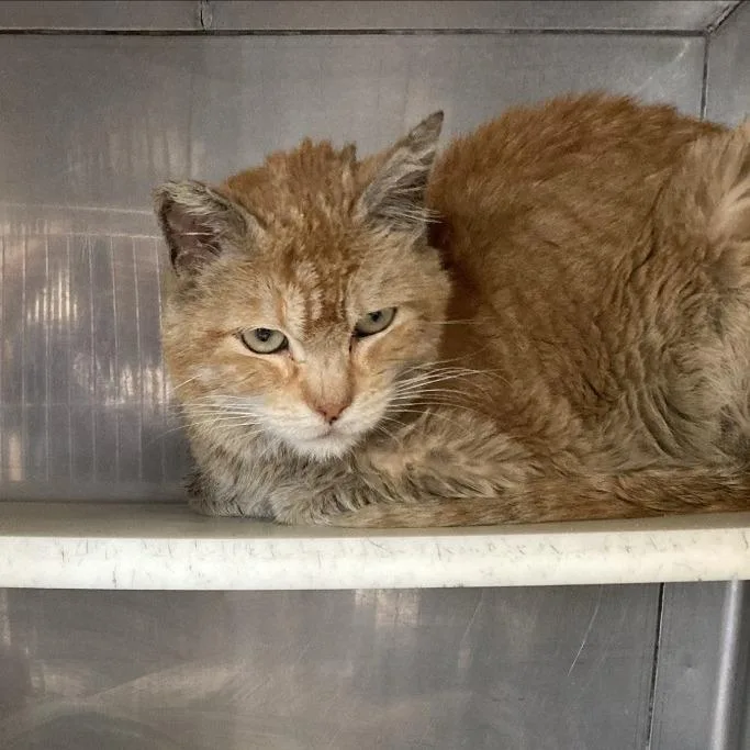 Tangerine thumbnail 5