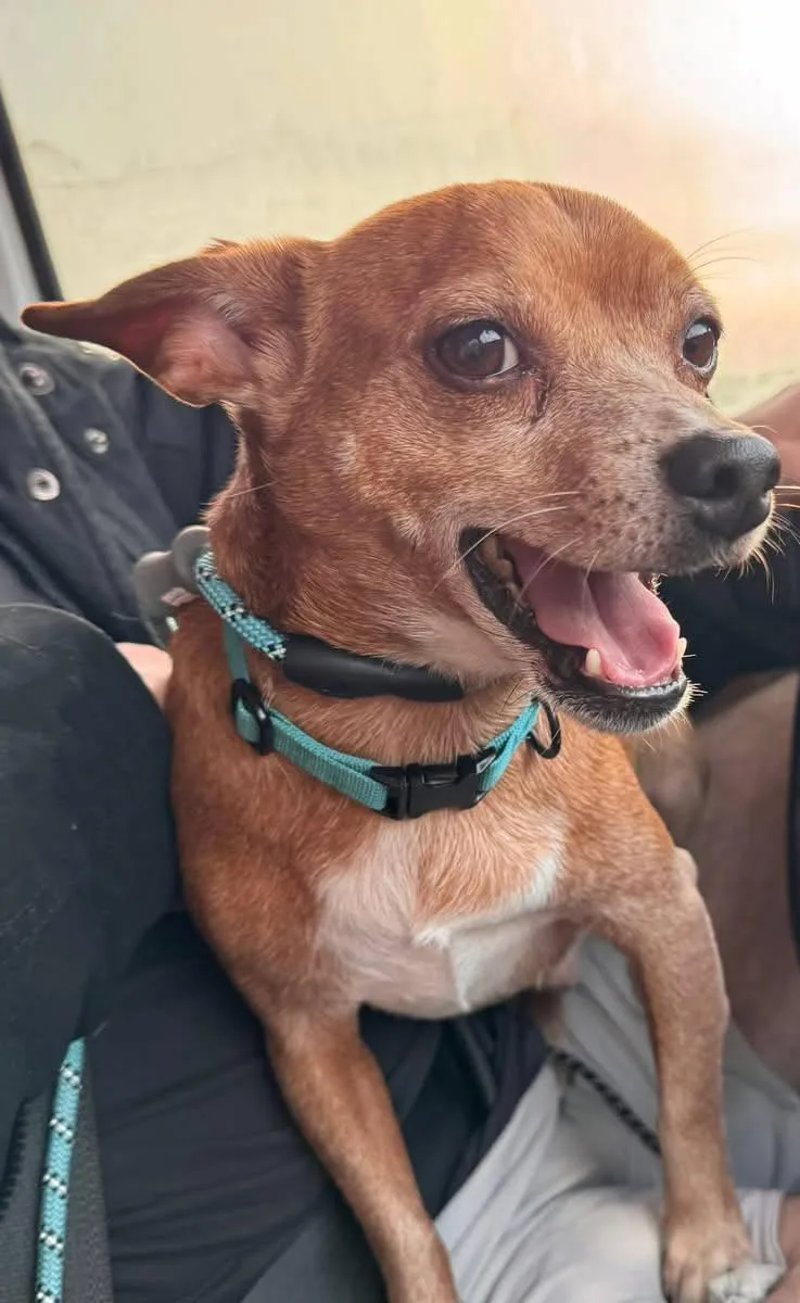 Princess Jasmine & Fozzie thumbnail 2