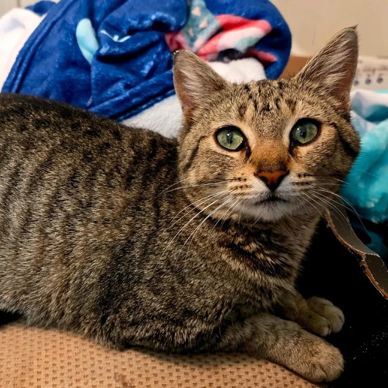 Moira Rose thumbnail 4