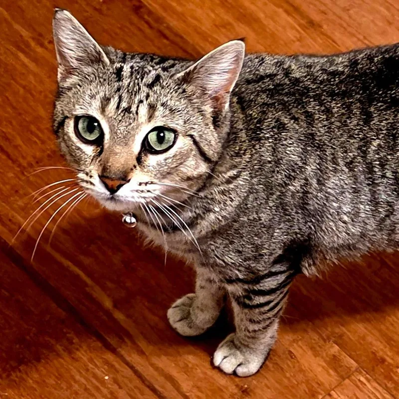 Moira Rose thumbnail 5