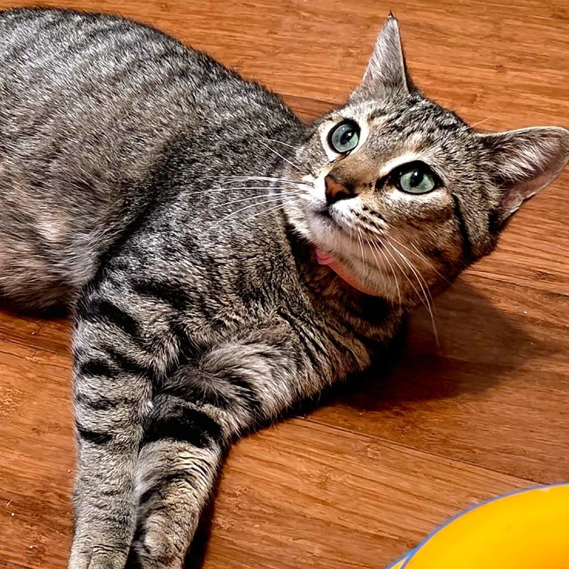 Moira Rose thumbnail 6