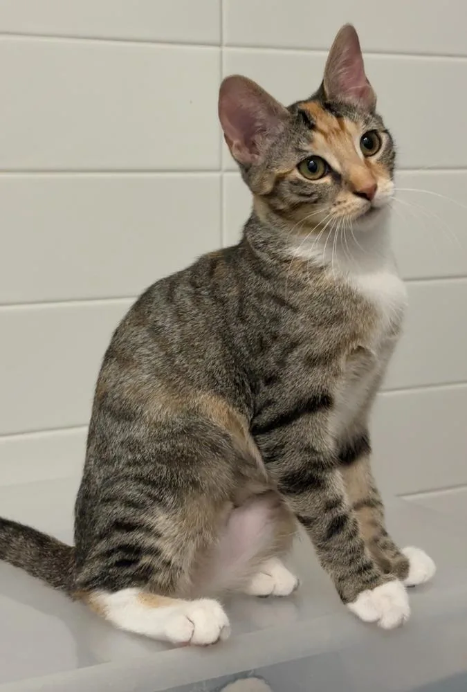 Pepper V thumbnail 2