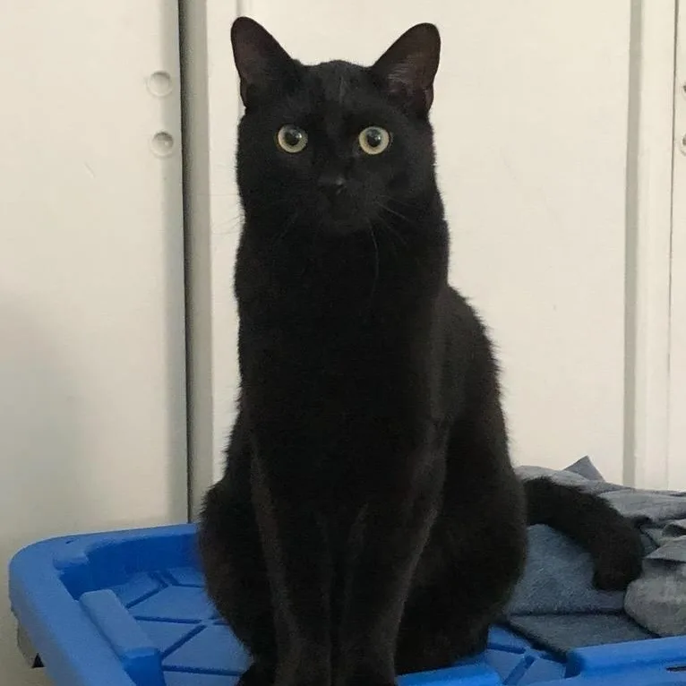 Toothless thumbnail 2