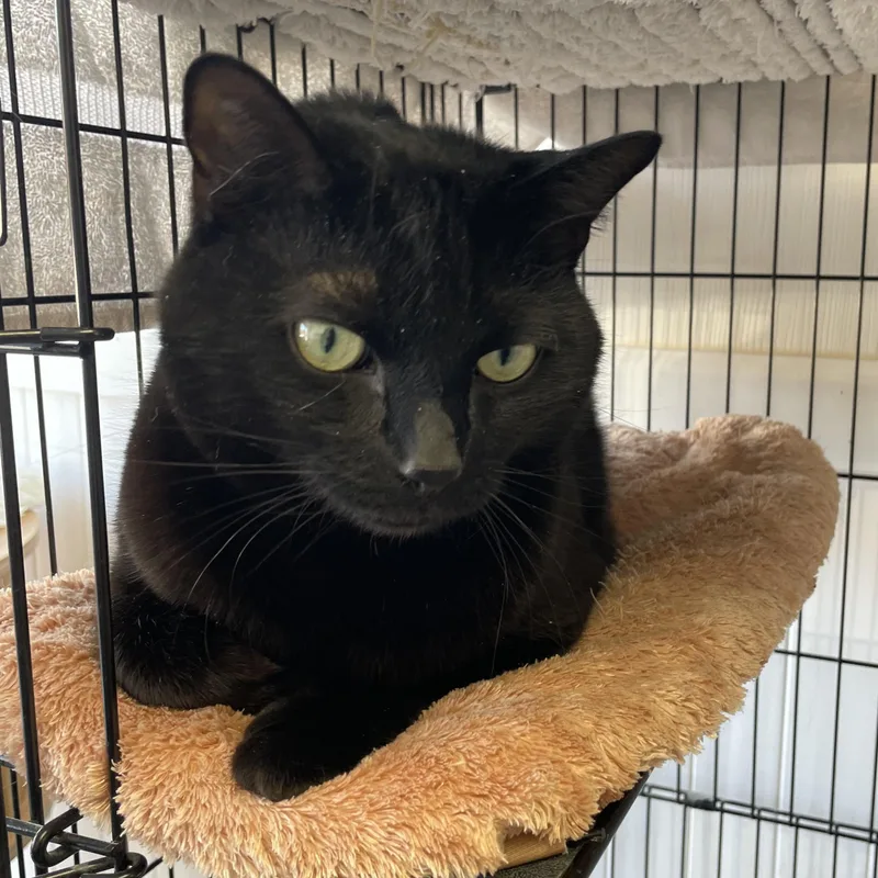 Toothless thumbnail 3