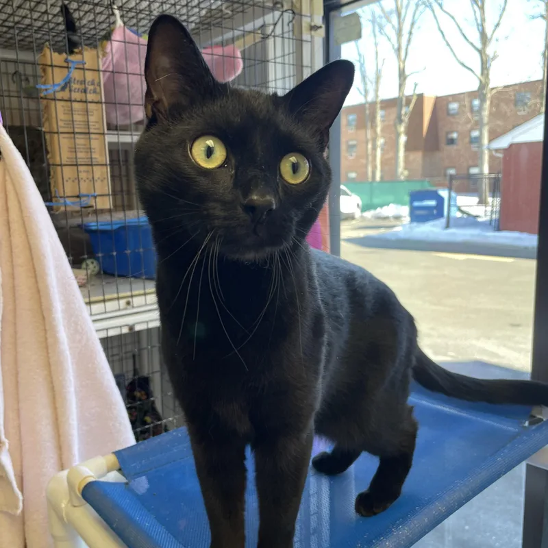 Toothless thumbnail 4