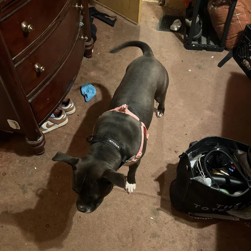 Sassy  Home To thumbnail 3