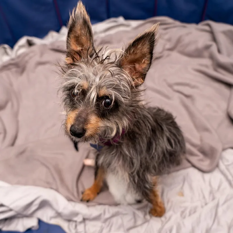 A young small-sized female Black Yorkshire Terrier dog named Freesia for adoption in New York, NY