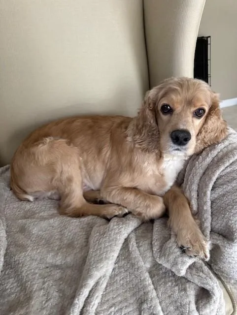 An adult small-sized male Cockapoo dog named Leo for adoption in Lambertville, NJ
