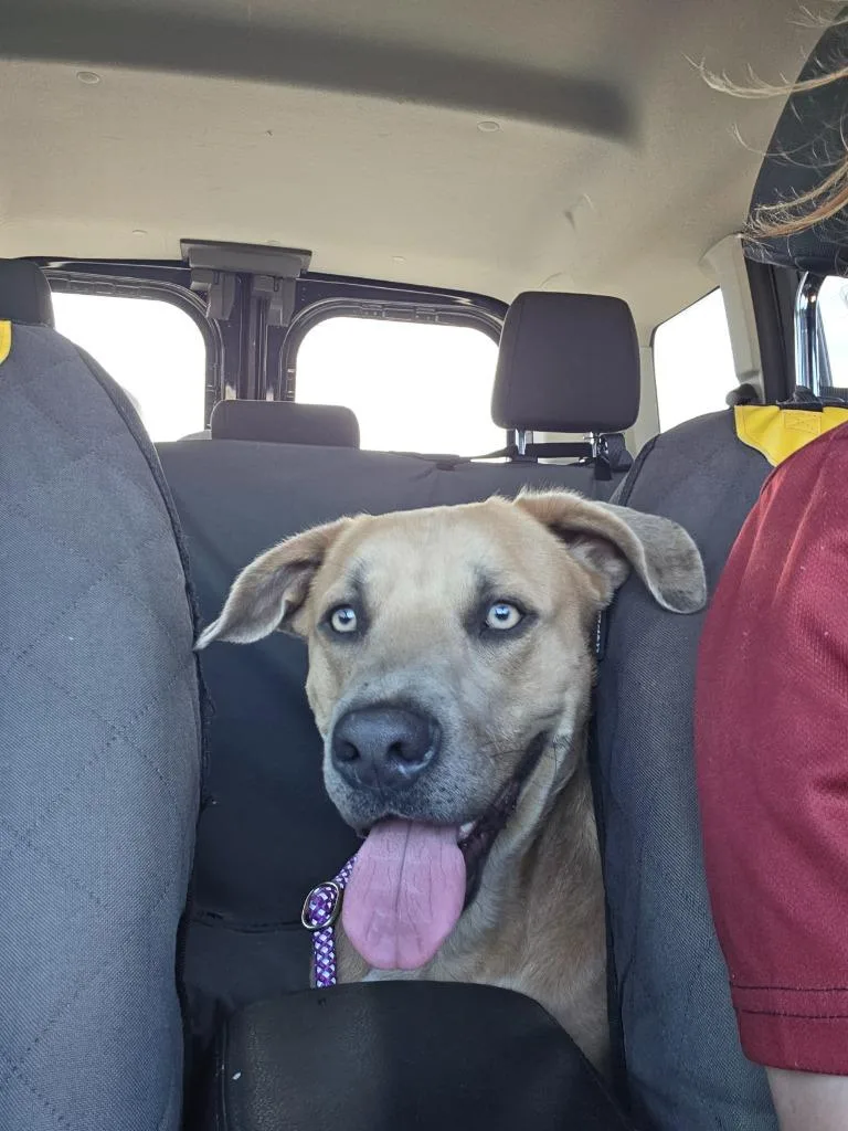 Growlithe thumbnail 2