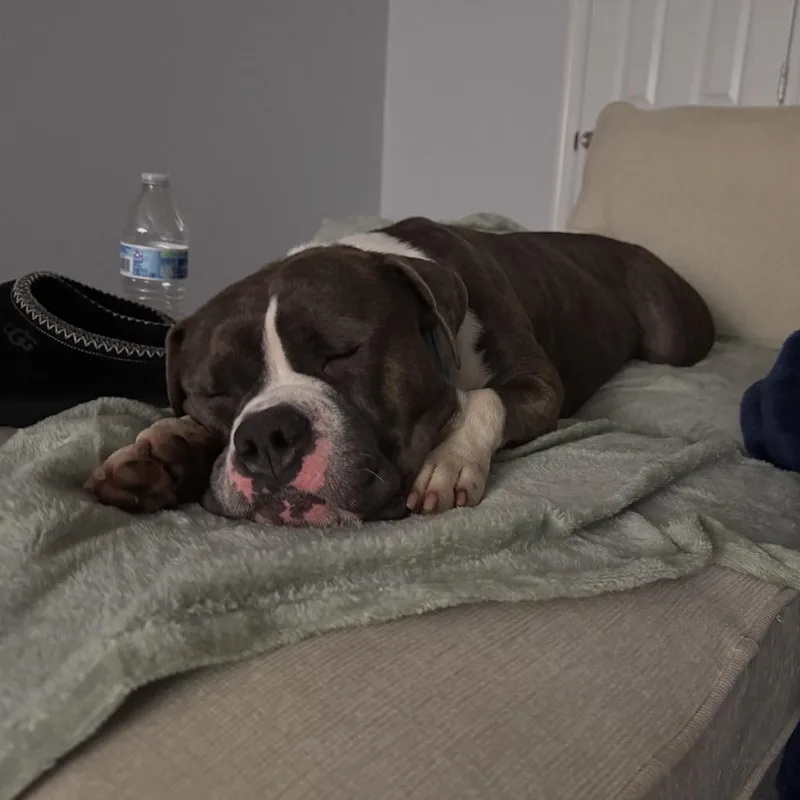 Dwayne Johnson "dj" thumbnail 2