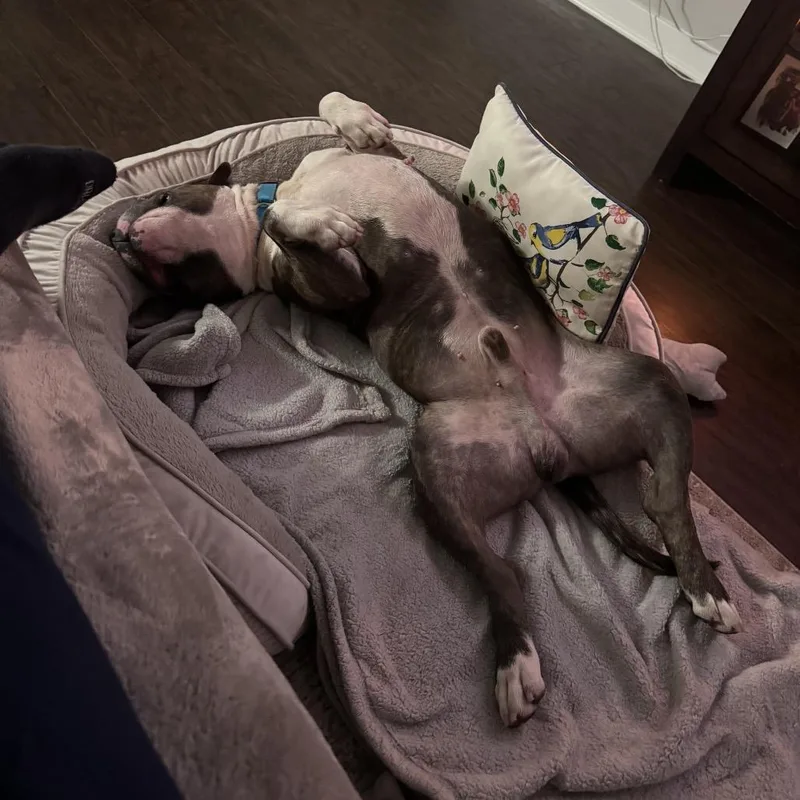 Dwayne Johnson "dj" thumbnail 3