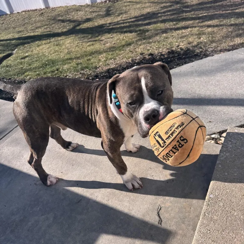 Dwayne Johnson "dj" thumbnail 4