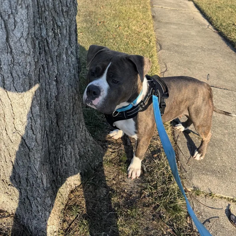 Dwayne Johnson "dj" thumbnail 5