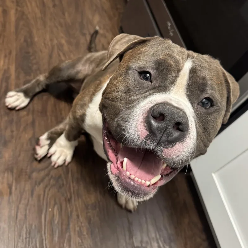 Dwayne Johnson "dj" thumbnail 6