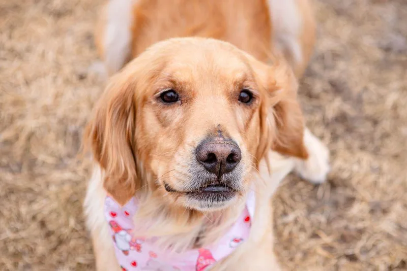 Ellie & Sage thumbnail 2