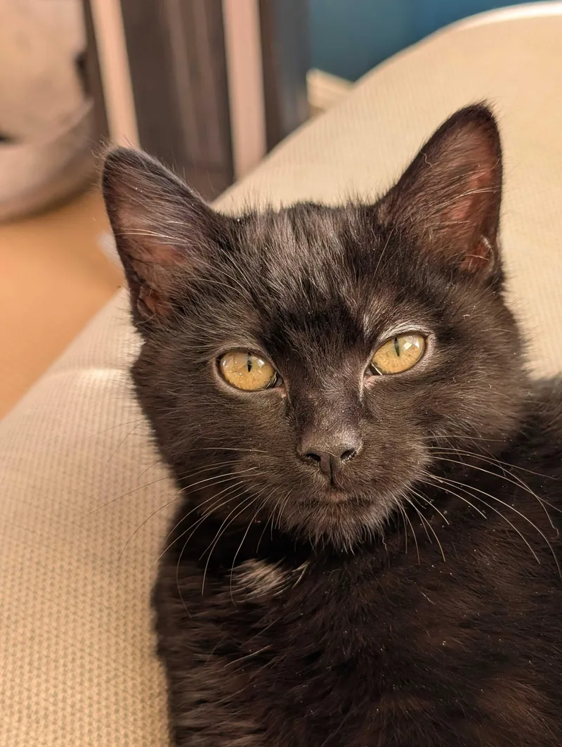 Lursa And B’etor thumbnail 2