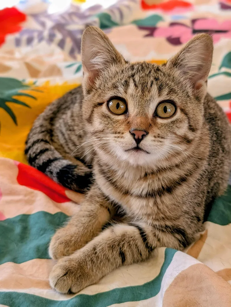 Lursa And B’etor thumbnail 4