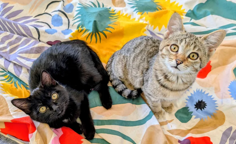 Lursa And B’etor photo 1