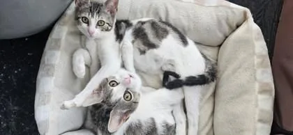 Twilightgleam thumbnail 3