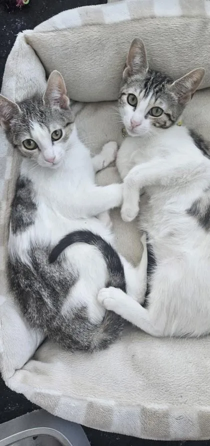 Snowpounce thumbnail 2