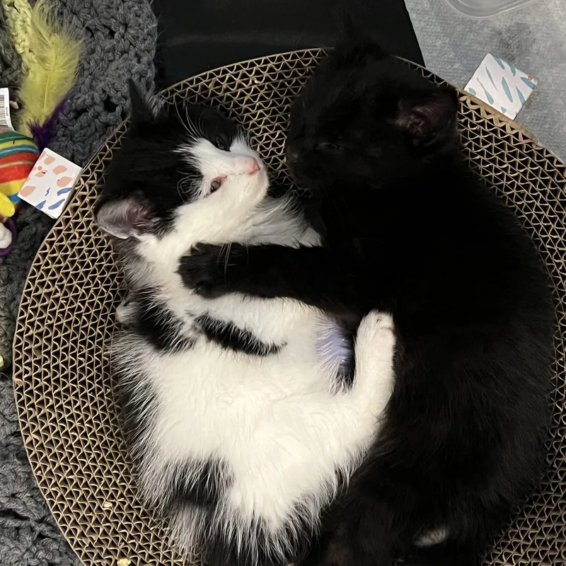 Roscoe + Gizmo thumbnail 3