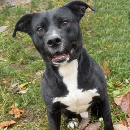 Scott Pilgram thumbnail 2