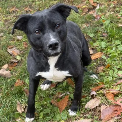 Scott Pilgram thumbnail 3