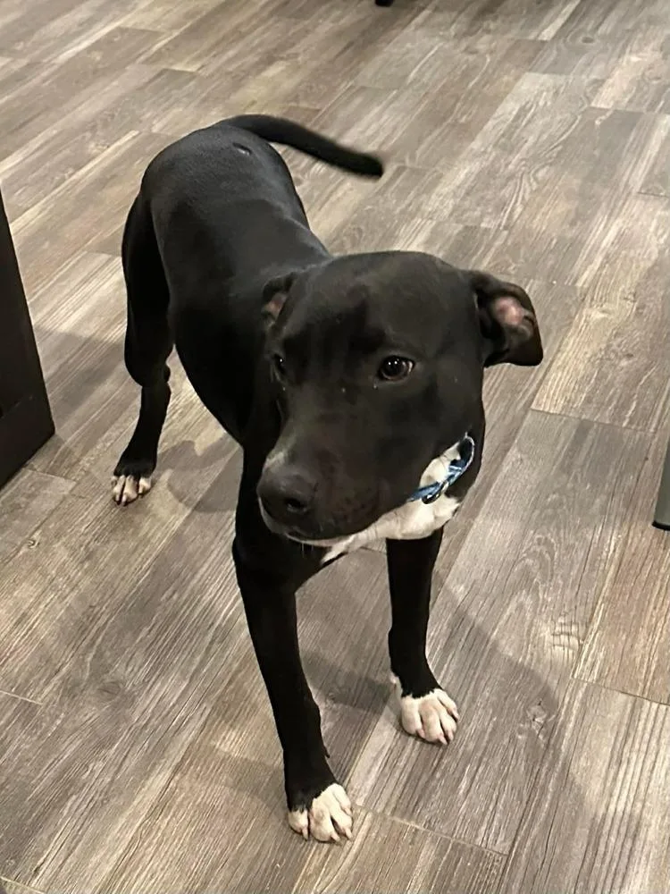 Pax A 💜 🇨🇦 thumbnail 2