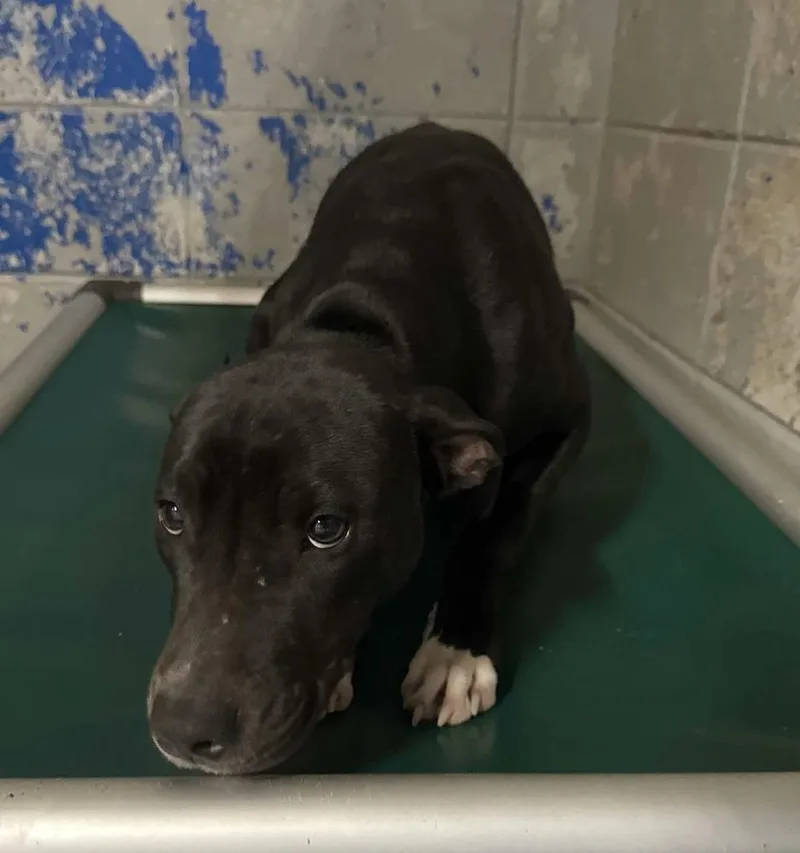 Pax A 💜 🇨🇦 thumbnail 4