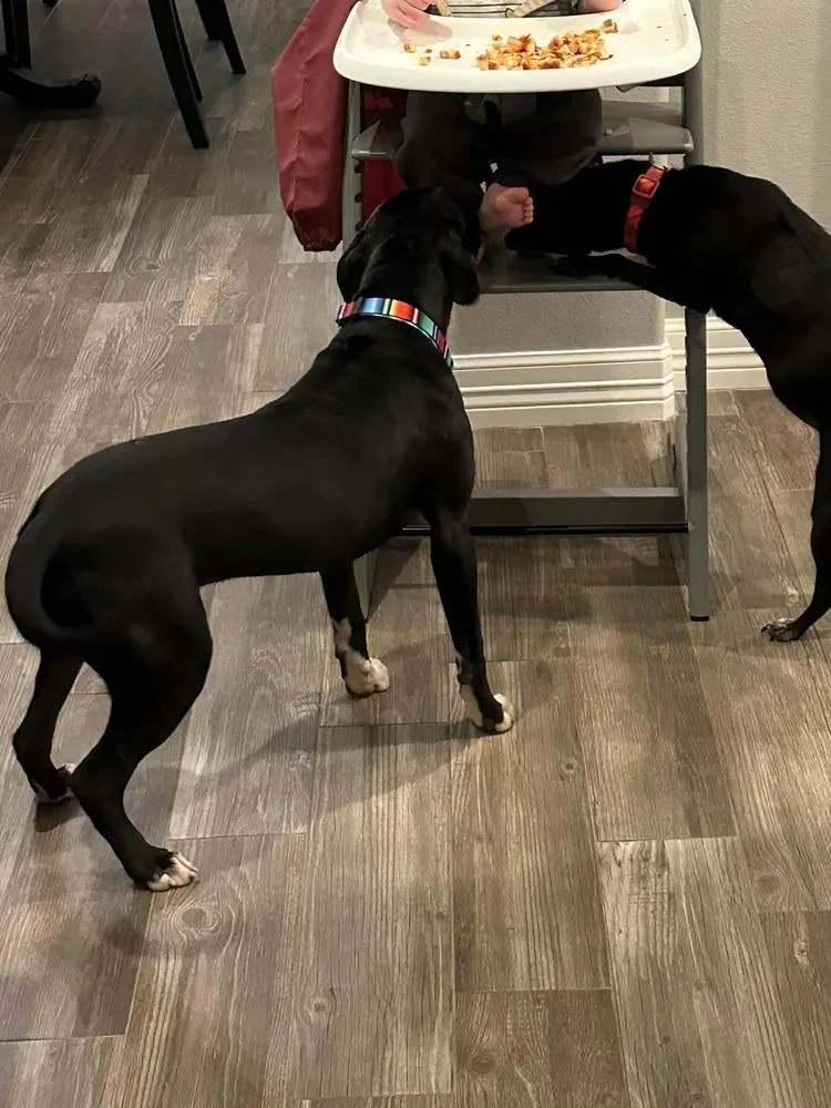 Pax A 💜 🇨🇦 thumbnail 6